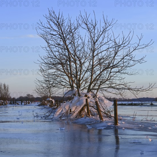 Landfall, ice age on Bislicher Insel... Winter mood (Lower Rhine), after the flood came severe frost, freezing large areas of water, weather conditions, Bislicher Island near Xanten, nationally known nature reserve, Wesel district, Lower Rhine, Rhineland, North Rhine-Westphalia, Germany, Western Europe