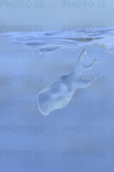Whale watching on the Lower Rhine... Whale (winter 2020, 2021), naturally grown ice sculpture formed by wind and weather, seen on Bislicher Island near Xanten, weather conditions, Bislicher Island near Xanten, nationally known nature reserve, Wesel district, Lower Rhine, Rhineland, North Rhine-Westphalia, Germany, Western Europe