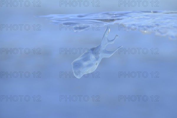 Whale watching on the Lower Rhine... Whale (winter 2020, 2021), naturally grown ice sculpture formed by wind and weather, seen on Bislicher Insel near Xanten, weather conditions, Wesel district, nationally known nature reserve, Lower Rhine, Rhineland, North Rhine-Westphalia, Germany, Western Europe