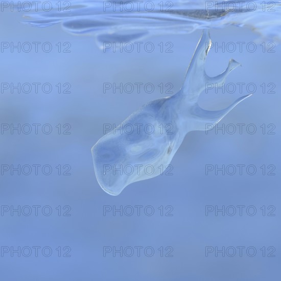 Whale watching on the Lower Rhine... Whale (winter 2020, 2021), naturally grown ice sculpture formed by wind and weather, seen on Bislicher Insel near Xanten, weather conditions, nationally known nature reserve, Wesel district, Lower Rhine, Rhineland, North Rhine-Westphalia, Germany, Western Europe