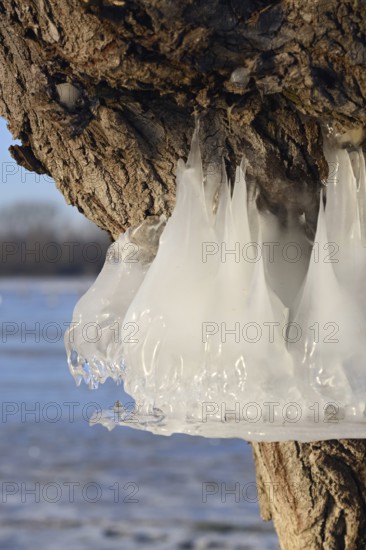 Natural flood level indicator... Bislicher Insel (winter flood 2020, 2021), ice rings on the trees indicate the former maximum level of the Rhine flood, weather conditions, Bislicher Insel near Xanten, nationally known nature reserve, Wesel district, Lower Rhine, Rhineland, North Rhine-Westphalia, Germany, Western Europe