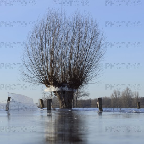 Land under... Pollard willow (Salix sp.) during the winter flood Rhineland 2020, 2021 locked in the ice, after the flood came severe frost, which froze large floodplains thickly, ice wreath on the trees indicate the former maximum level of the Rhine flood, weather situation, Bislicher Insel near Xanten, nationally known nature reserve, Wesel district, Lower Rhine, Rhineland, North Rhine-Westphalia, Germany, Western Europe