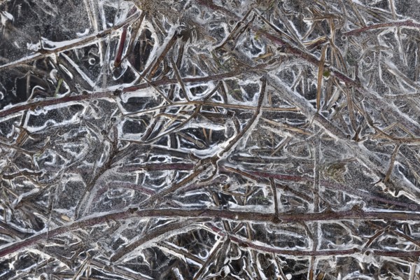 Structures in the ice... Ice formations (winter flood 2020, 2021), alluvial material frozen in the flood, grasses on the banks of the Rhine, special weather conditions, Bislicher Insel near Xanten, nationally known nature reserve, Wesel district, Lower Rhine, Rhineland, North Rhine-Westphalia, Germany, Western Europe