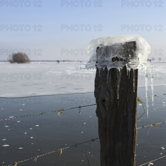 Ice cap... Ice formation (winter flood 2020, 2021), Bislicher Insel near Xanten, North Rhine-Westphalia, Germany during extreme cold for the region, weather conditions, nationally known nature reserve, Wesel district, Lower Rhine, Rhineland, Germany, Western Europe