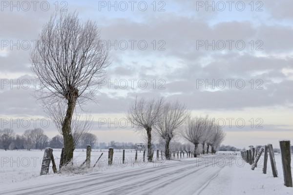 Young pollarded trees, pollarded willows (Salix sp.) line a snow-covered country lane on Bislicher Insel on a frosty winter morning, next to wide meadows and pastures, typical, characteristic landscape, rural environment, rare weather conditions on the warm Lower Rhine, Bislicher Insel near Xanten, nationally known nature reserve, Wesel district, Rhineland, North Rhine-Westphalia, Germany, Western Europe