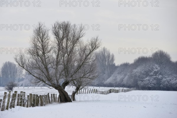 Snowy meadows... Bislicher Insel, winter impression of an old rural cultural landscape, tall pollarded tree on a frosty winter morning in snow-covered surroundings in a rural environment, weather situation, Bislicher Insel near Xanten, nationally known nature reserve, Wesel district, Lower Rhine, Rhineland, North Rhine-Westphalia, Germany, Western Europe
