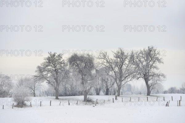 Old trees covered in snow and hoar frost... Bislicher Insel (North Rhine-Westphalia), typical regional cultural landscape, rural environment in winter ***, Bislicher Insel, district Wesel, Lower Rhine, North Rhine-Westphalia, Germany, Western Europe