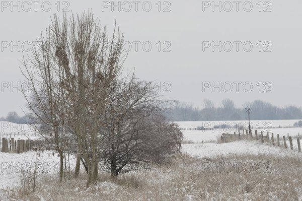 Small depression... Bislicher Insel on a cloudy winter day on the Lower Rhine with rare snow, typical rural landscape, Bislicher Insel near Xanten, nationally known nature reserve, Wesel district, Lower Rhine, Rhineland, North Rhine-Westphalia, Germany, Western Europe