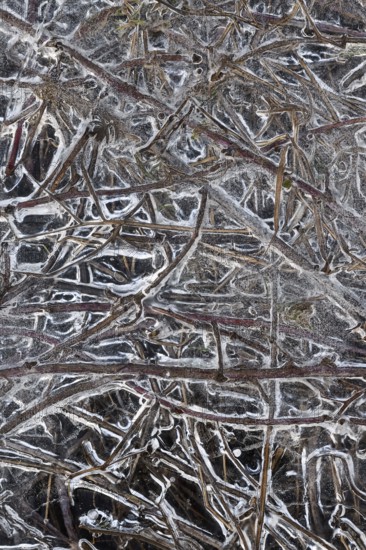Structures in the ice... Ice formations (winter flood 2020, 2021), alluvial material frozen in the flood, grasses on the banks of the Rhine, special weather conditions, Bislicher Insel near Xanten, nationally known nature reserve, Wesel district, Lower Rhine, Rhineland, North Rhine-Westphalia, Germany, Western Europe