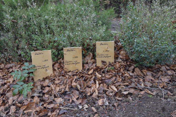 Kerpen-Manheim, December 2018: Peace of mind... old cemetery, evidence of reburial of the deceased in preparation for the expansion of the Hambach open-cast lignite mine by RWE, Hambach, Kerpen Manheim, North Rhine-Westphalia, Germany, Western Europe