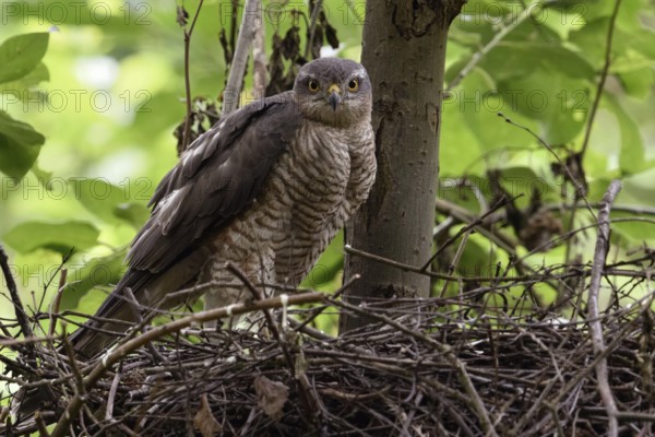 Sparrowhawk eyes... Sparrowhawk (Accipiter nisus), female sparrowhawk, widespread, secretive bird of prey at the nest in the crown of a deciduous tree looking directly into the camera, Lower Rhine, North Rhine-Westphalia, Germany, Western Europe