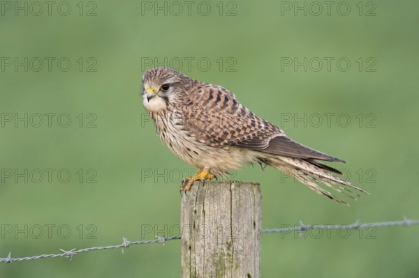 Rich in detail... Kestrel (Falco tinnunculus), female Common Kestrel on a fence post, pasture post in front of a green meadow, looking into the camera, Lower Rhine, North Rhine-Westphalia, Germany, Western Europe