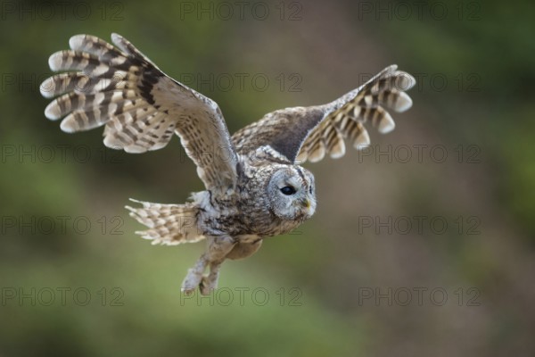 Let's go... Tawny owl (Strix aluco) in flight, side view of a powerfully flying owl in flapping flight, natural background, Germany, Western Europe