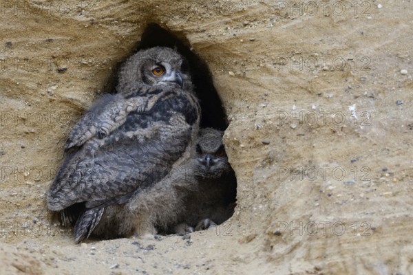 In the entrance to the nesting den... European Eagle Owl (Bubo bubo), two wide-awake young birds in moult, wildlife, Germany, North Rhine-Westphalia, Western Europe