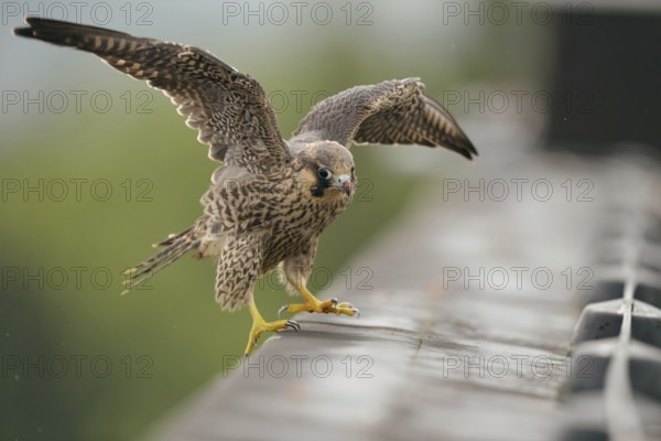Balance exercises... Peregrine falcon (Falco peregrinus), young falcon learns to fly, lands unsteadily on the edge of a roof, flaps its wings, native bird of prey known for its special flying skills, Lower Rhine, North Rhine-Westphalia, Germany, Western Europe