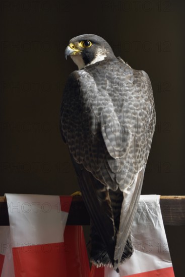 Proud bird... Peregrine falcon (Falco peregrinus), male, tercel, resting on a wooden railing, rear view, looking back over his shoulder, very detailed photograph of the noble falcon, Lower Rhine, North Rhine-Westphalia, Germany, Western Europe