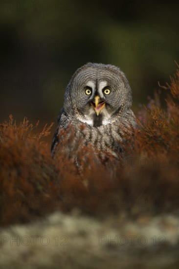 Funny owl... Bearded owl (Strix nebulosa), calling owl sits in the herb layer on the ground, looks funny, almost seems as if the bird is laughing, funny animal pictures, humour, Scandinavia, Finland, Sweden, Northern Europe