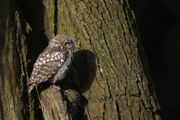 Sunbathing... Little owl (Athene noctua), most owls love sunbathing, here a still young little owl is sitting in front of its den in a willow tree, enjoying the warm light, looking attentively directly into the camera, Lower Rhine, North Rhine-Westphalia, Germany, Western Europe