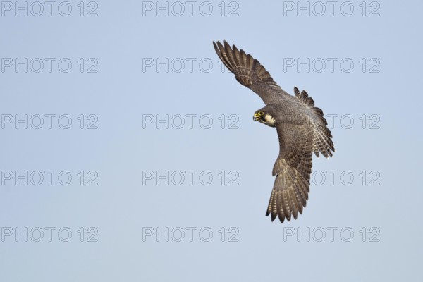 Elegant flyer... Peregrine falcon (Falco peregrinus) in fast manoeuvrable flight, fastest bird of prey, flying falcon, rare view of the beautiful large plumage, Lower Rhine, North Rhine-Westphalia, Germany, Western Europe