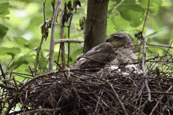 Hooting... Sparrowhawk (Accipiter nisus (, female adult bird sitting on the nest, eyrie, warming and attentively watching over the offspring, wildlife, Lower Rhine, Rhine district Neuss, North Rhine-Westphalia, Germany, Western Europe