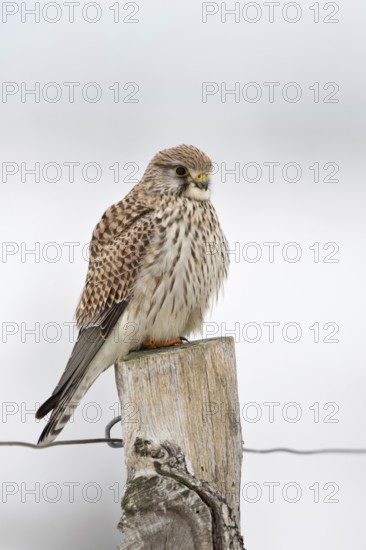 On the fence post... Kestrel (Falco tinnunculus), female, female falcon in winter with slightly fluffed up plumage, protects itself from the cold, native, almost everywhere common bird of prey, Lower Rhine, North Rhine-Westphalia, Germany, Western Europe