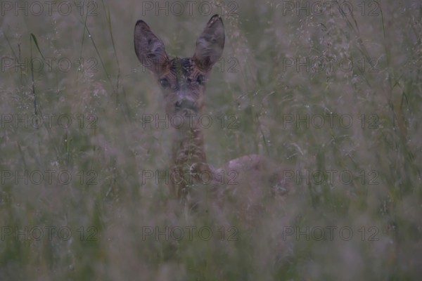 Roe deer (Capreolus capreoöus) Goat Germany