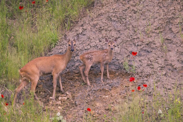 Roe deer (Capreolus capreoöus) Goat with fawn Germany