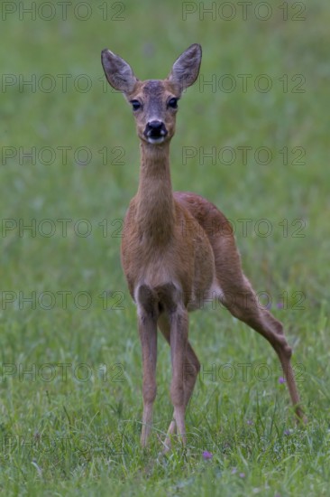 R4h (Capreolus capreolus) Goat Germany