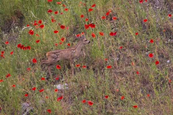 Roe deer (Capreolus capreoöus) fawn Germany