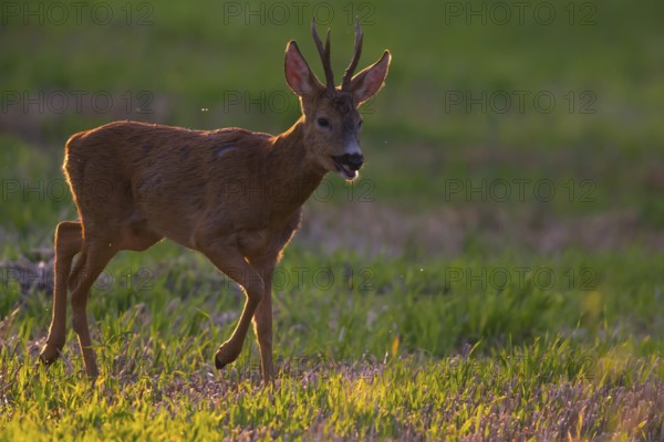 Roe deer (Capreolus capreoöus) Buck Germany