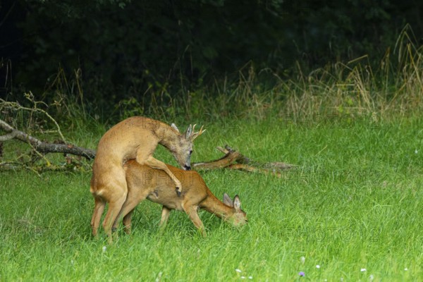 Roe deer (Capreolus capreolus) mating Germany