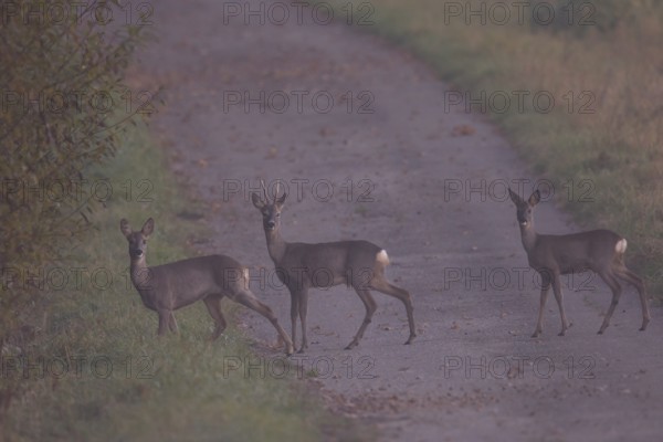 Roe deer (Capreolus capreoöus) Germany