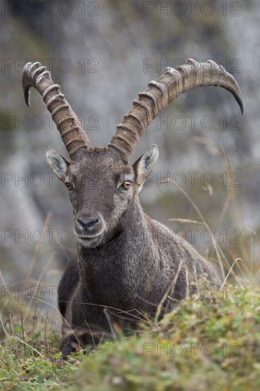 Lunch break in the Swiss Alps... Ibex (Capra ibex), male ibex, strong animal with long horns resting in front of a high rock face, lying in the grass, looking attentively directly into the camera, frontal view, Alps, Bernese Oberland, Switzerland, Western Europe