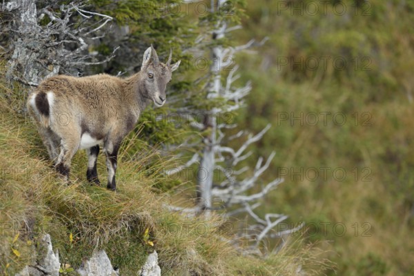 A quick look back... Alpine ibex (Capra ibex), female ibex in typical rustic surroundings in the Swiss Alps, looking back, wildlife, Bernese Oberland, Switzerland, Western Europe