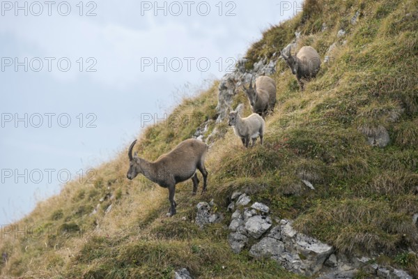 Well protected... Alpine ibex (Capra ibex), three female ibex with a fawn moving together over a mountain ridge down into the valley, small group of ibex in the Swiss Alps, Bernese Oberland, Switzerland, Western Europe