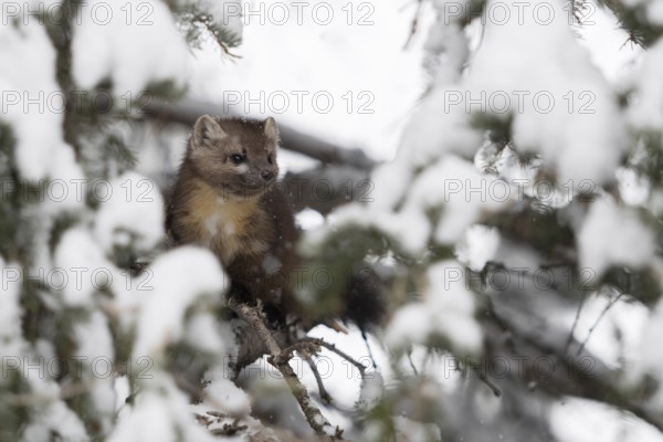 Through a gap in the branches... Pine marten (Martes americana) sits hidden in the branches of a conifer covered with snow in winter, Yellowstone, Wyoming, North America, United States of America