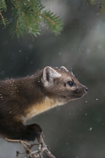 Detailed portrait... American pine marten (Martes americana), spruce marten in winter during snowfall, snowflakes in the fur, in the tree hunting songbirds, tense look, Yellowstone, Wyoming, North America, United States of America