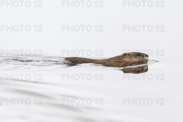 Swimming... Muskrat (Ondatra zibethicus), also called muskrat, swims hastily through open water, invasive species in many places, but endemic here in North America, native species, original distribution area, Yellowstone, Wyoming, North America, United States of America