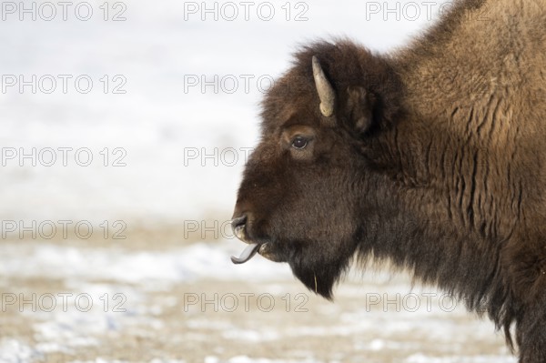 Blue tongue... American Bison (Bison bison) sticks out its tongue, licks its nostrils, detailed head portrait in the most beautiful light, Yellowstone, Wyoming, North America, United States of America