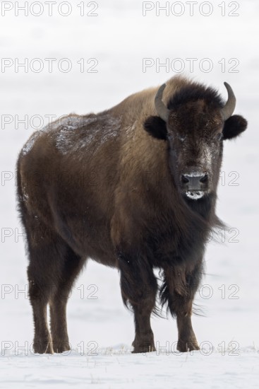Direct eye contact... American Bison (Bison bison), adult female in winter in the snow, frontal view, not to be underestimated, dangerous encounter, direct eye contact, wildlife, Yellowstone NP, Wyoming, USA, North America, United States of America