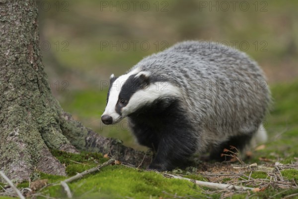 Out and about in the forest ... European badger (Meles meles), adult, particularly strong animal, typical black and white facial markings, North Rhine-Westphalia, Germany, Western Europe