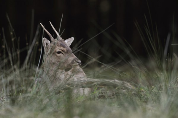 Resting... Fallow deer (Dama dama), young fallow deer lying in a clearing in the forest during the day, resting, chewing its cud, typical behaviour, Lower Rhine, North Rhine-Westphalia, Germany, Western Europe