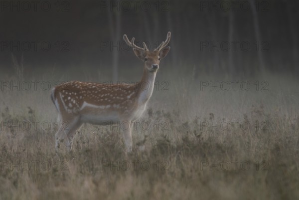 At dawn... Fallow deer (Dama dama) with fresh velvet antlers, attentive fallow deer in the very first light, well in front of sunrise, at the edge of the forest on a dewy meadow, native wildlife, wildlife, North Rhine-Westphalia, Rhineland, Germany, Western Europe