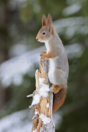 Overview... Eurasian red squirrel (Sciurus vulgaris) climbing to the top of a broken tree in winter, Central Sweden, Sweden, Scandinavia, Northern Europe