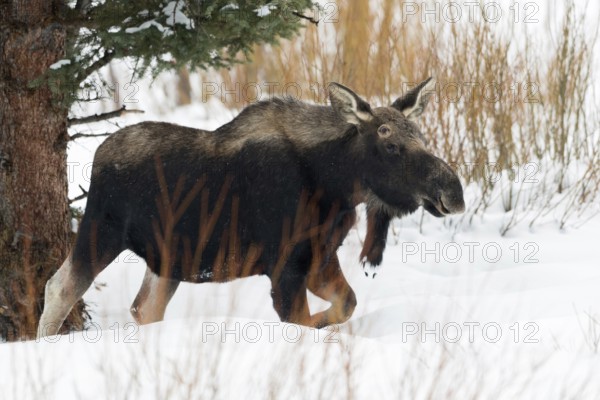 In the depths of winter... Elk (Alces alces), young bull elk with shed antlers in typical habitat trudging through high snow, Yellowstone, wildlife, Wyoming, USA, North America, United States of America