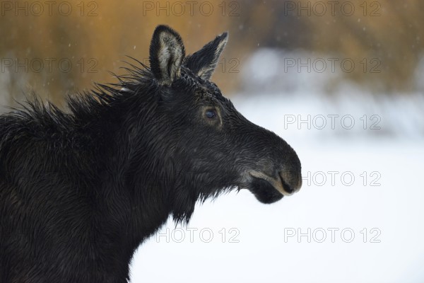 Moose calf... Elk (Alces alces), young animal in the snow, detailed head portrait, close-up in rainy weather in winter, series animal children, funny picture, wildlife, Yellowstone, Grand Teton NP, Wyoming, USA, North America, United States of America