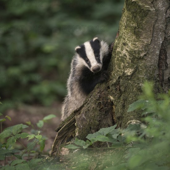 Curious game of hide and seek... European badger (Meles meles), young badger looks curiously from behind a tree, badgers have very poor eyesight, but they smell all the better, wildlife, Germany, Europe, North Rhine-Westphalia, Western Europe