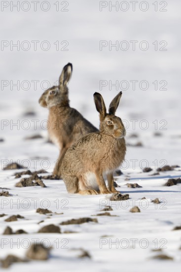 Winter hares... European hare (Lepus europaeus), two hares in a snowy field, Lower Rhine, North Rhine-Westphalia, Germany, Western Europe