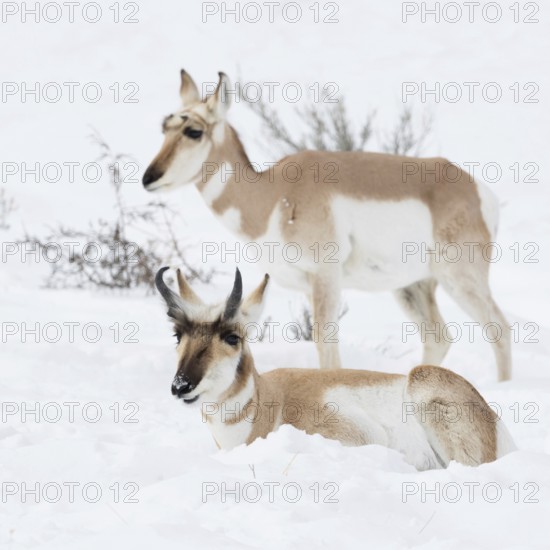 Probably a pair ... Pronghorn (Antilocapra americana), also known as pronghorn antelope, two pronghorns, male and female, pair in deep winter with snow, wildlife, Yellowstone, Wyoming, North America, United States of America, USA
