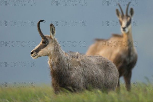 In the tall grass... Chamois (Rupicapra rupicapra), two chamois early in the morning at sunrise on a high plateau in the mountains in a meadow, very detailed shot in fine light, Hohneck, Vosges, France, Western Europe